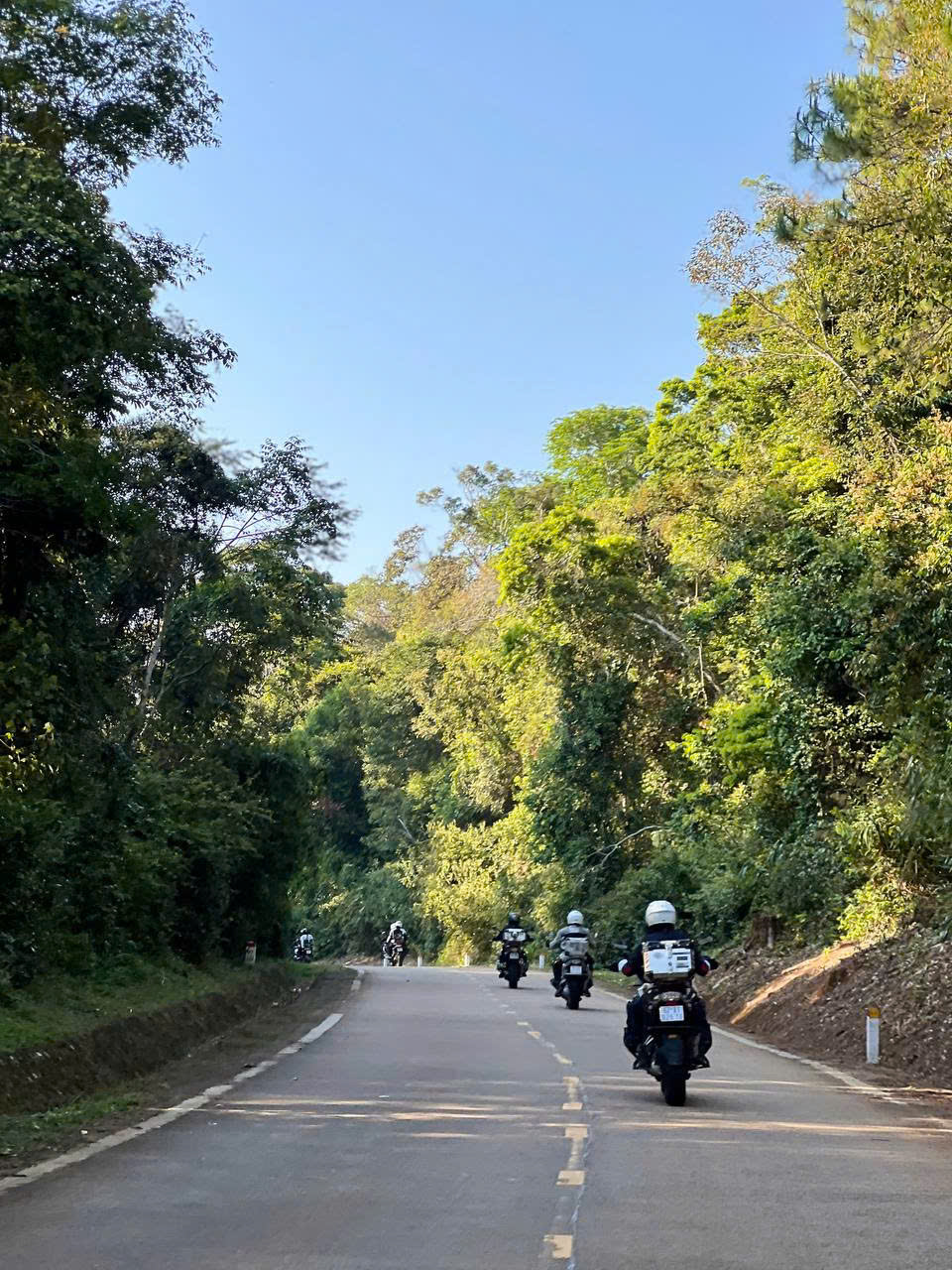 Group riding in line through a tree-lined road
