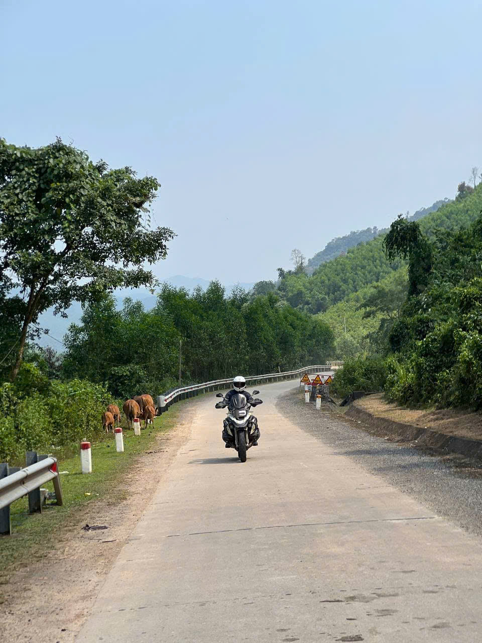 Rider passing cattle grazing beside a hill road