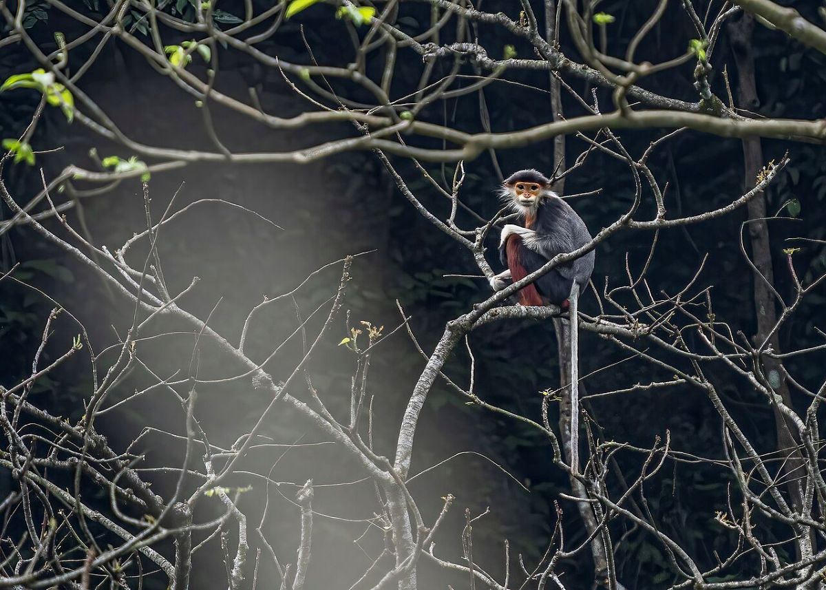 A red-shanked douc langur sitting in a tree, with its grey body, red legs and white forearms